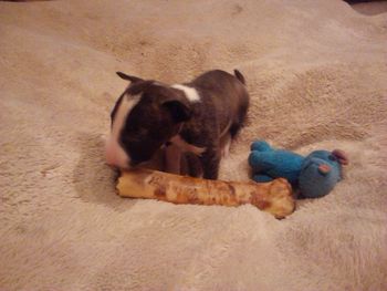 She actually did chew on this bone, it weighs more then her!
