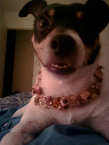 Tootie wearing bling from Stacy!

