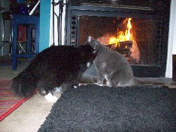 Yank and Rebel, kissing by the fire
