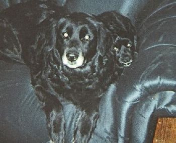My beloved doggies and 15 year companions, Minstrel & Paul.  Both passed away in 2002.  On many work tapes, I hear them barking in the background.  I miss them very much.
