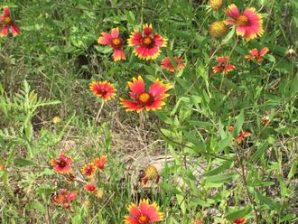 Spring wildflowers in Pedernales Falls State Park, Texas