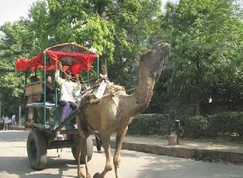 Just one of many road hazards we faced driving in the Delhi India area...we'll never complain about L.A. traffic again!
