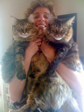 Cagney (r.) and Lacey (l.), our giant cats on their 1st birthday-- Lynn in the middle
