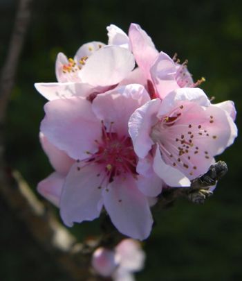 Peach tree blossom in my yard.  it's still a very cool spring.  I hope the fruit trees don't get nipped by frost!  Still getting cold at night, even though it's April 2.
