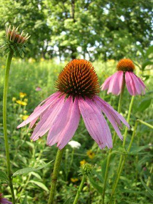 Prairie flower - Morton Arboretum
