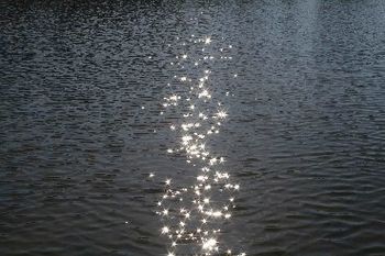 "Water Stars" photographed by Jaden Calderone
