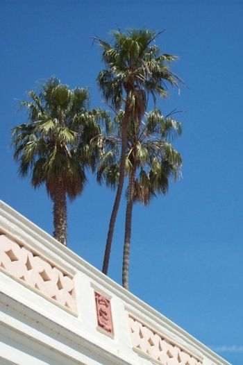 Santa Barbara Beach palms at boardwalk cafe
