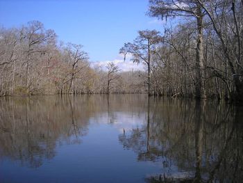 Choctawhatchee Swamp, Florida, 2008.
