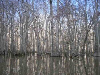Choctawhatchee Swamp, Florida, 2008.
