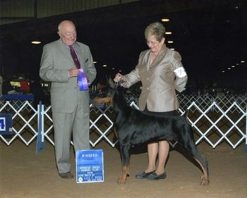 Eli and Judy take Texas by storm. Cypress Creek Kennel Club of Texas (11/17/09) Winner's Dog for 1 point under Judge Don Drorak.

