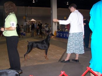 Ivy's debut as a special. Handled by professional handler, Connie Alexander (Kachina Dobermans & Whippets)
