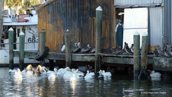 "Stage Door Johnnies" gather by the dockside doors at Katie's Seafood, in Deaton's home of Galveston, Texas. Pelicans are always happy to clean up the scraps discarded by the fish market. Paul Cater Deaton Photo
