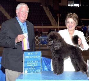 Windswept poodles sales