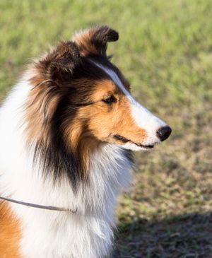 Indy head shot