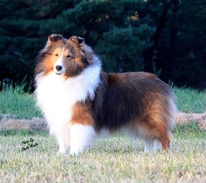 LORAIN SHELTIES - News & Updates