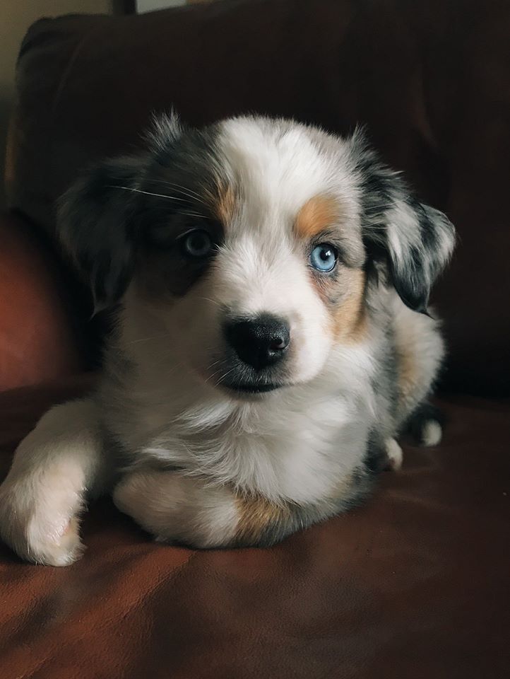 Spurlane Farm - Mini Aussies & Mini Aussie Poos