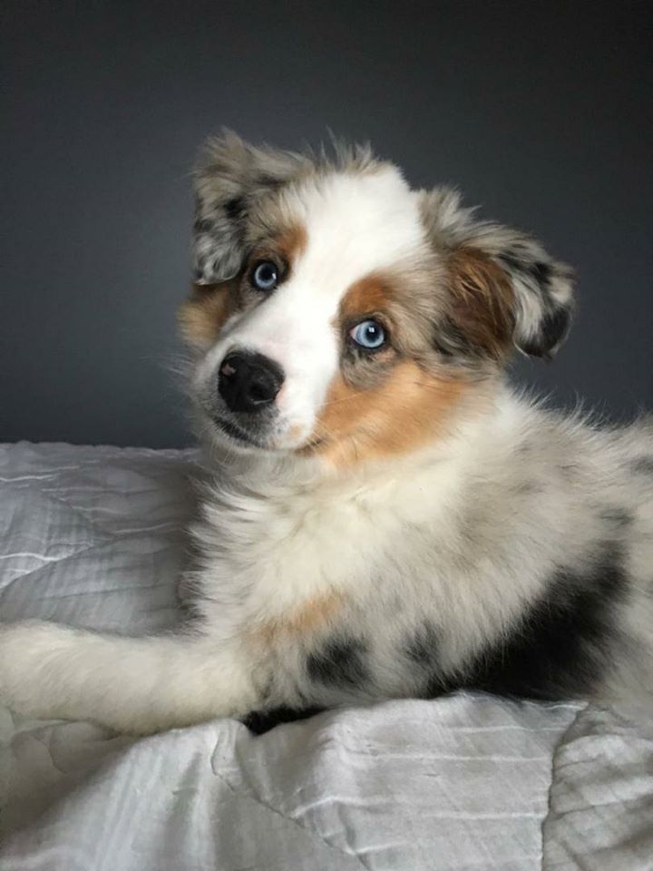 Spurlane Farm - Mini Aussies & Mini Aussie Poos