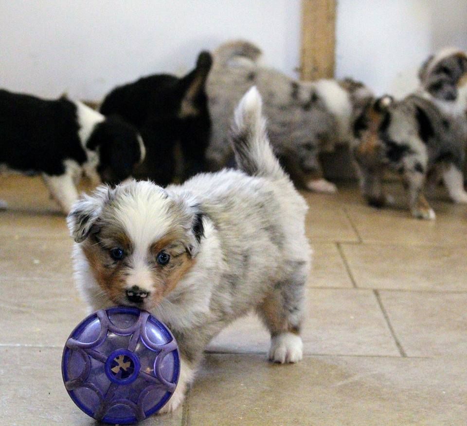 Spurlane Farm Mini Aussies & Mini Aussie Poos
