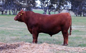 Lot 5 CLAREMONT RED MOODY BLUES sold $5500
