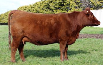 LOT 12 Claremont Red kwick as a wink sold $5500
