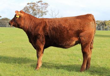 Lot 24 Claremont Red Mouline Rouge sold $4400
