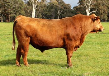 Lot 1 CLAREMONT RED LABEL Sold $4000
