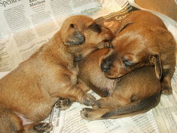 Red Wirehared pups 2 wks old
