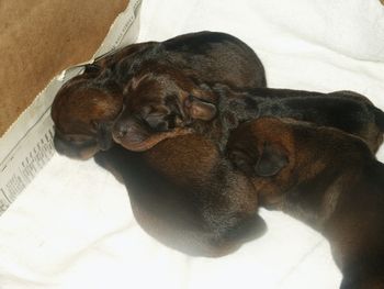 Wirehaired Pups.1 week old. Wildboar Color
