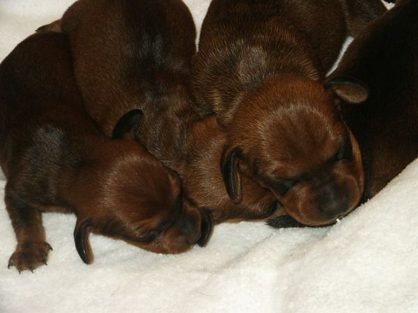 Tarlyn Dachshunds - Puppies