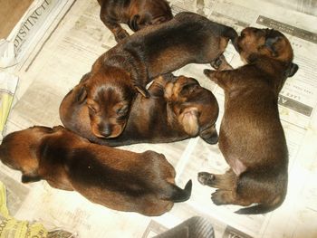 Wirehaired Wildboar pups 2 wks old
