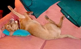 Motivational Speaker Greg Tamblyn's dog Houdini sleeping upside down on the couch.