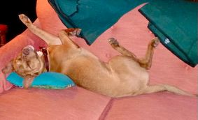 Motivational Speaker Greg Tamblyn's dog Houdini sleeping upside down on the couch.