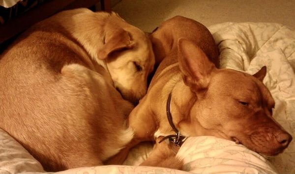 Motivational Speaker Greg Tamblyn's dog Houdini and her friend Bea sleeping together in a cute pose.