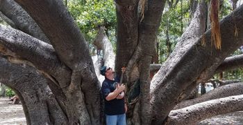 Banyan Tree Park, Lahaina Maui - June 2017
