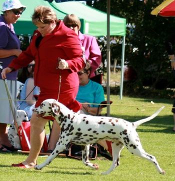 Phoenix on the move at the 2008 Dalmatian Specialty (aged just under12mths).
