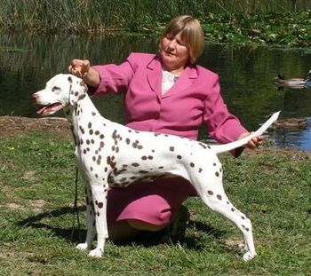 CH Dalmanor Luv The Lime Light (out of CH BISS CH Stedfast Wait Watch Her). (Owner/Breeder: Karen Clayton)
