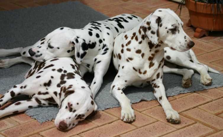 Dalmatian free best sale to good home