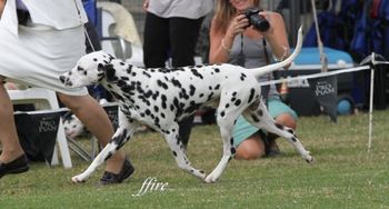 Cristabo Razor Blaze "Atlas" (ex CH Cristabo Devilz Delite by CH Toots Ever Blazin at Cristabo (Nwy)) Atlas is owned and loved by Denise Bennett in Australia,
