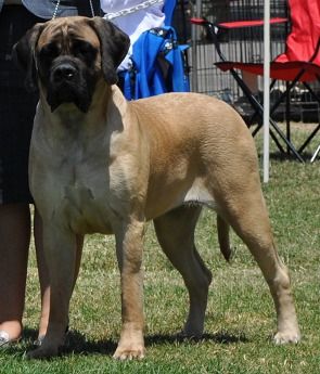 " D.D. " Telstars Lamars Dare To Be Different. a double "Opie" grandaughter bred by keith and Erika Zucca. at 14 months old
