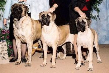 Jimmy & his daughters from left to right Lamars Locked N Loaded "Pistol 9 months reserve winners every day in Utah. Boshars Going the Distance "D.G." 6 months to the day.

