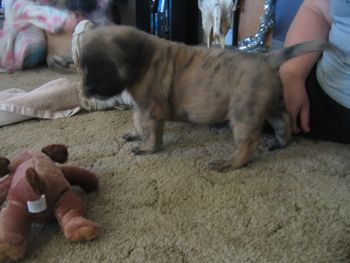 FROM THIS ! Jimmy at 4 weeks old. To the Champion he is today. It is fuzzy cause he never stood still..:-)

