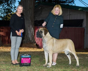 Gch. Lamars Buffalo Gal Dance by the Light " Billie " Finished her akc Championship at 10 months Grand Champion at 1 year.
