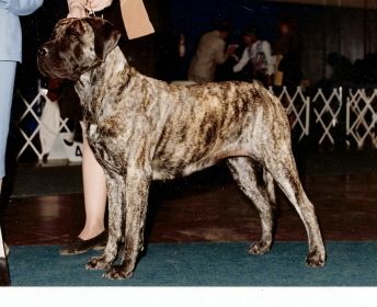 Ch.Lamars Such a Princess Ch.Britestars Dual Image X Ch.Lamars sassy Sandy Savy Co-owned and loved by Ralph & Nancy Gutmacher
