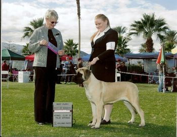 Dam Ch.Lamars Pardon My French " Rendee' " Sire Ch.Southports Sherman " Sherman" "Vivala's " First show weekend Palm Springs 6 months old Handled by Kelly Hackler
