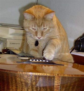 Cello, loyal guitar cat, fishing for a Baranik Guitar endorsment.
