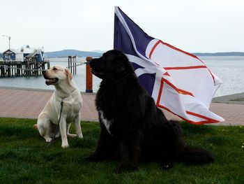 Two Newfoundland Dogs best friend Poppy
