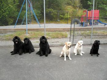 Obedience training with friends - Group Sit
