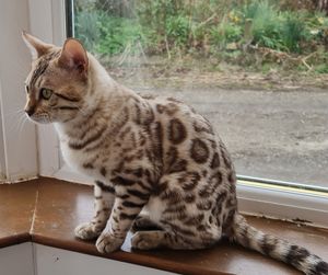 Bengal marvel snow King
YURI
retired as sadly seems to have extremely low fertility.   Now in the best home living life to the full as a spoiled pet. 