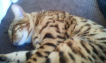 Fearghus our neutered gorgeous pet boy :-) Fearghus has done well with TICA showing. Look at his show page :-)
