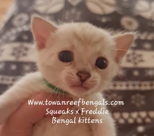 Squeaks x Freddie's bengal kittens
snow lynx and brown rosetted kittens
AVAILABLE
(please click on the above photo to enter the page)